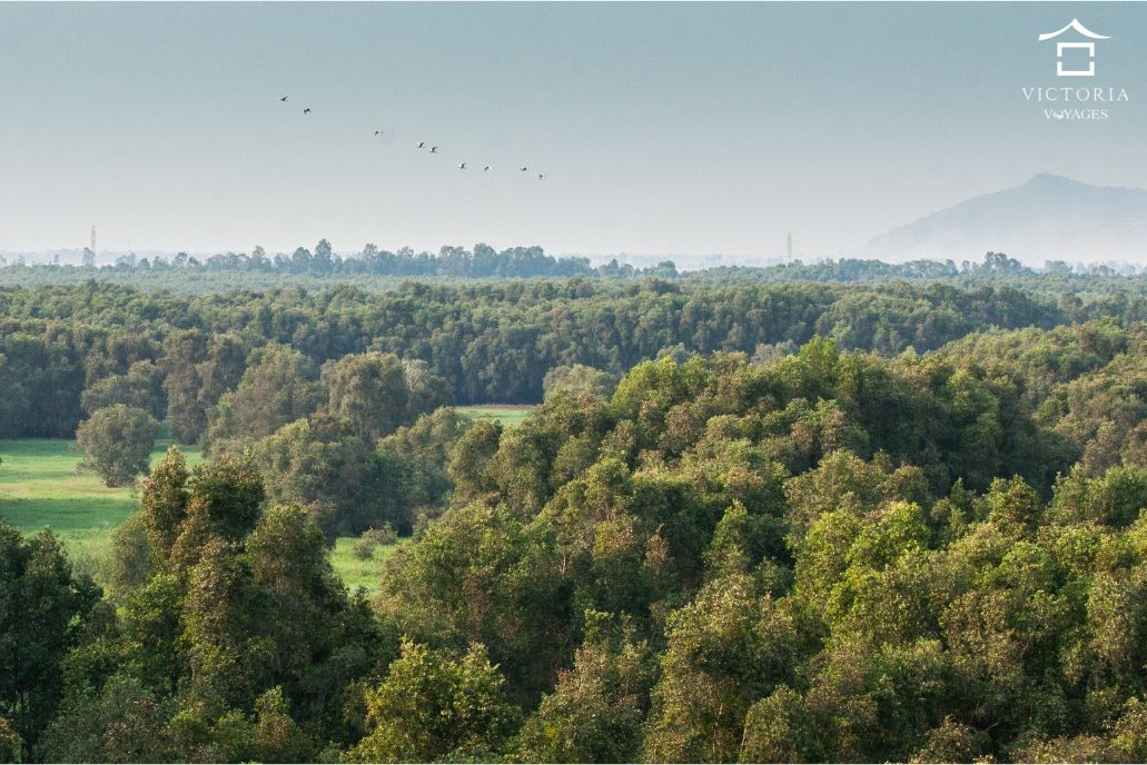 Mekong River holidays Tra Su forest