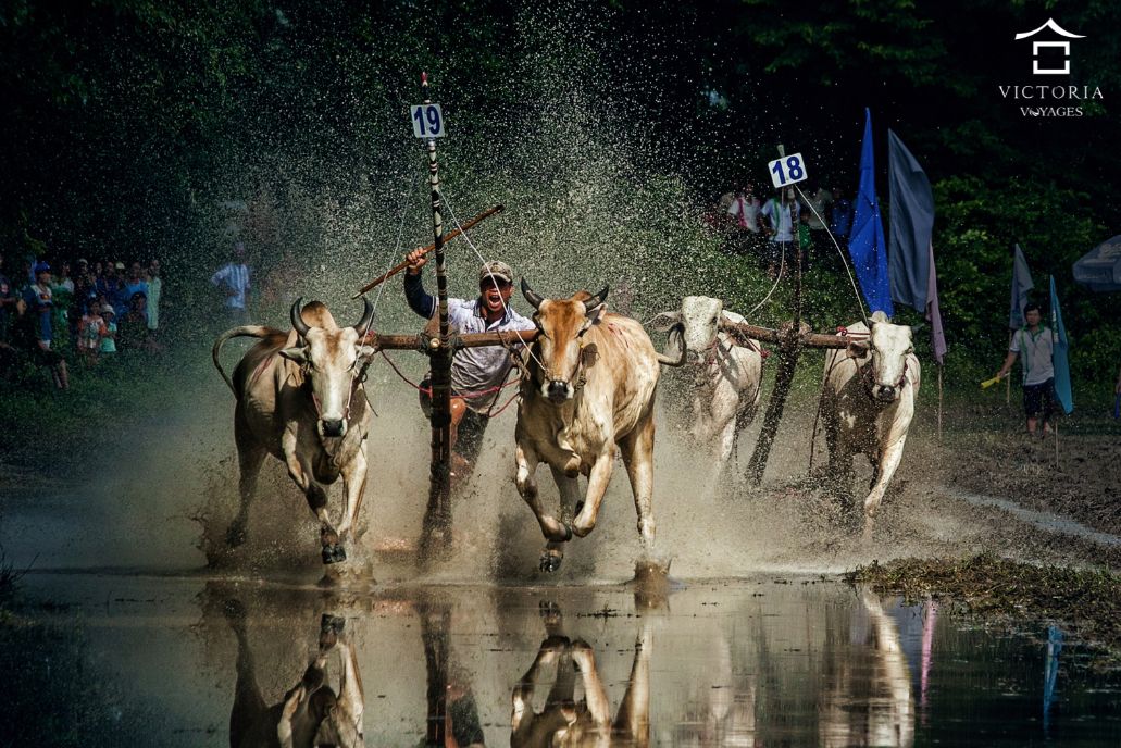 Mekong River tourism bull racing