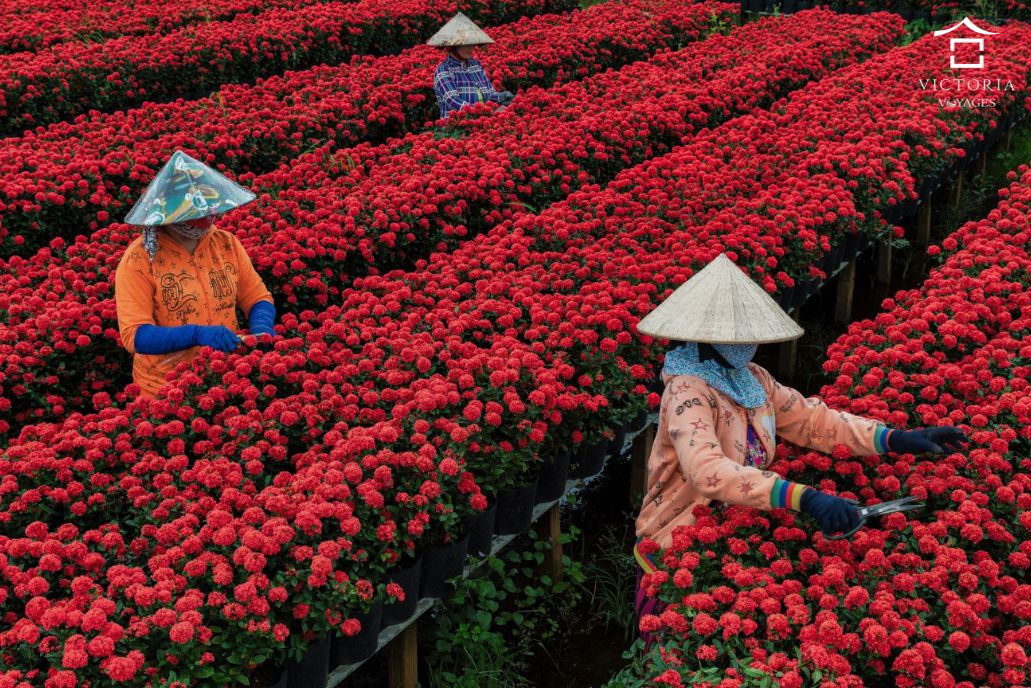 Best time to visit Mekong River Sa Dec flower market